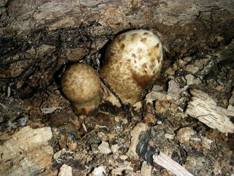 8) Fotografati il 12.06.2012. sotto Quercia (bosco asciutto)